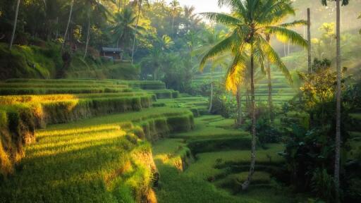 Ubud Town & Rice Terrace Tour