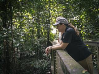 Rainforest Walk