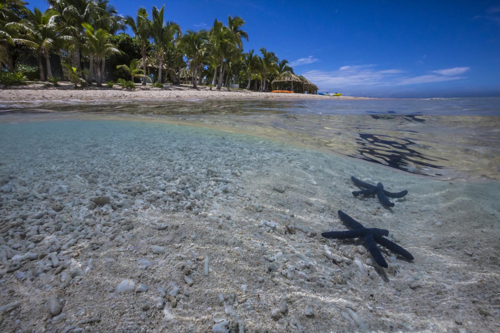 Starfish on the Beach in Fiji