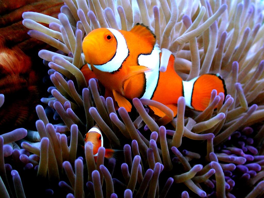 Arlington Reef - Clown Fish