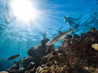 Barefoot Kuata Island Cruise Snorkel with Sharks