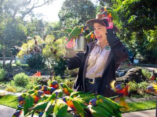 Lorikeet Feeding - Currumbin Wildlife Sanctuary