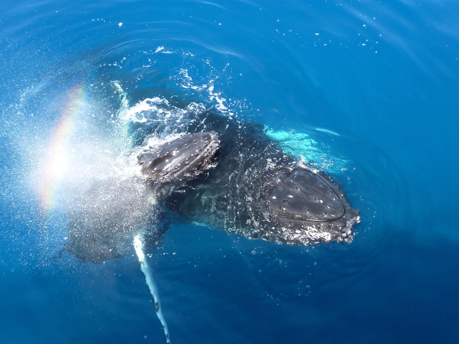 Whale Viewing