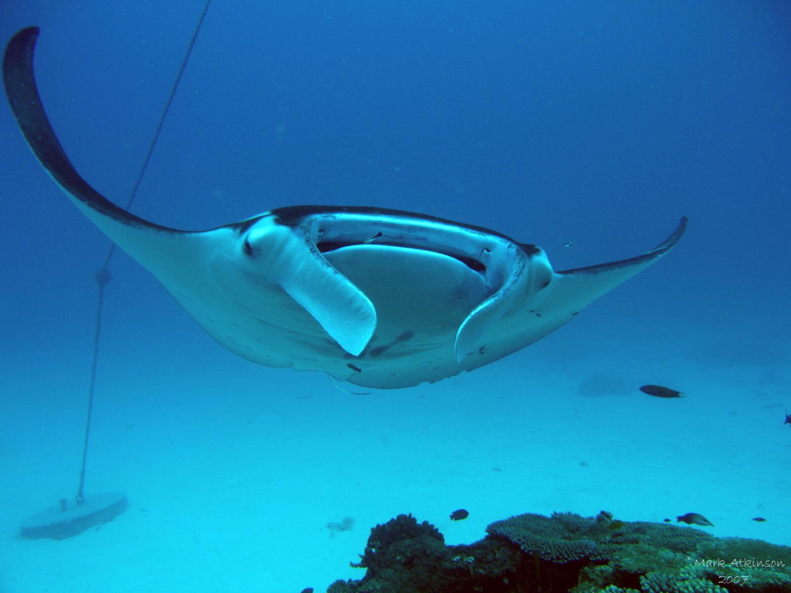 Manta Ray