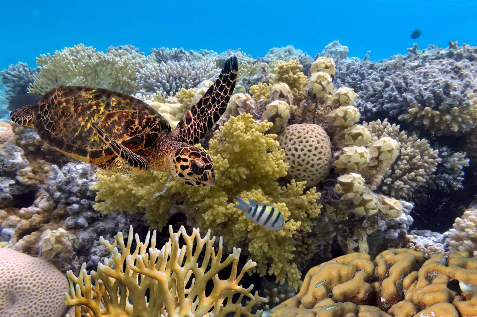 Great Barrier Reef Turtle Cruise