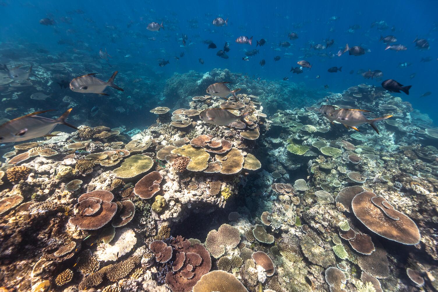 Great Barrier Reef Coral