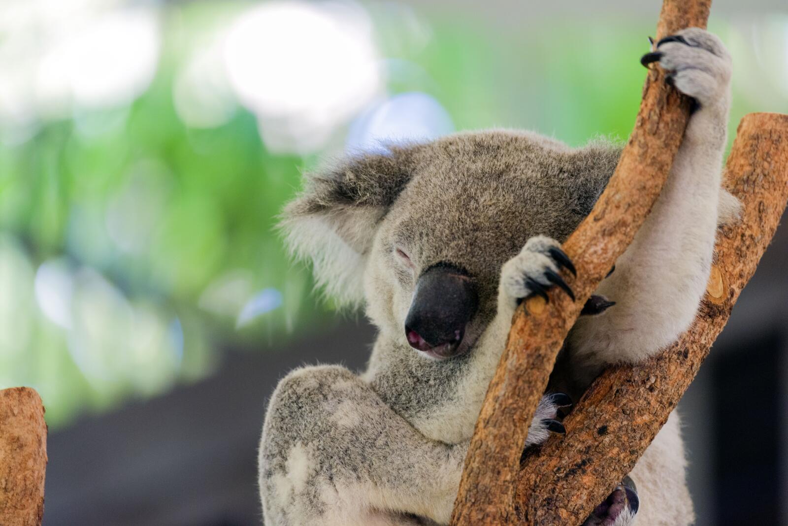 Wild Life Hamilton Island Koala