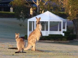 Kangaroos