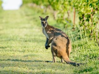 Kangaroo