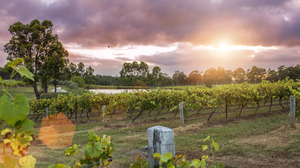 Vineyards at Dusk