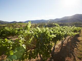 Hunter Valley Wineries