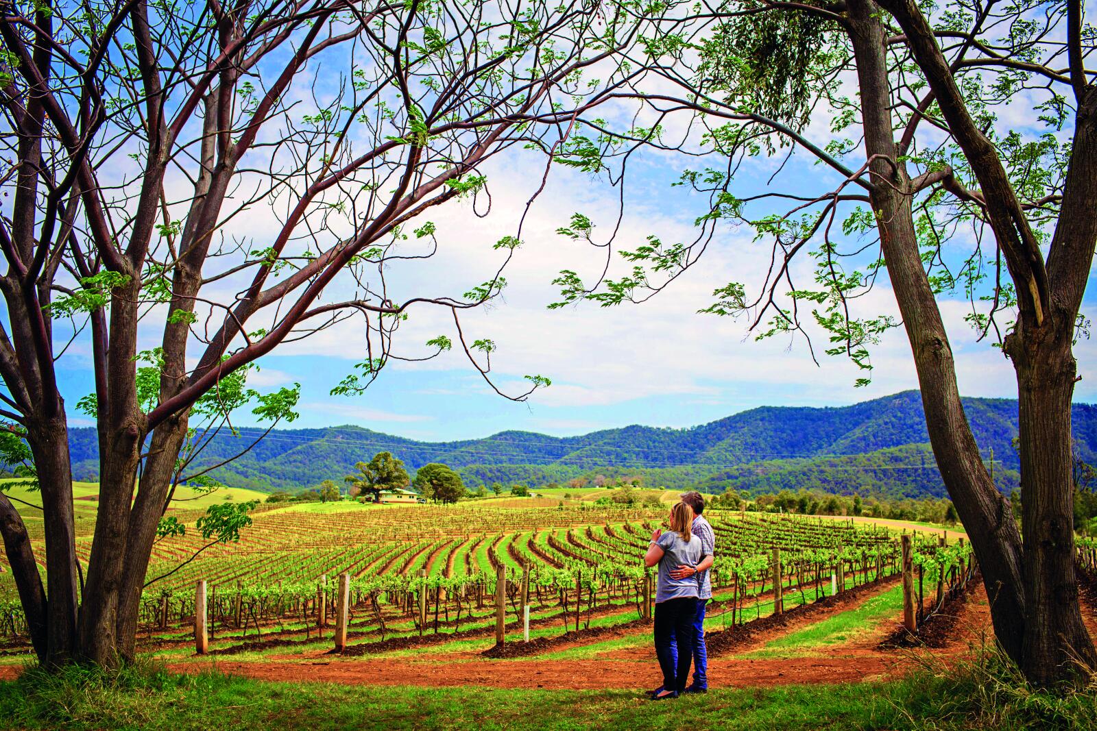 Hunter Valley vineyard