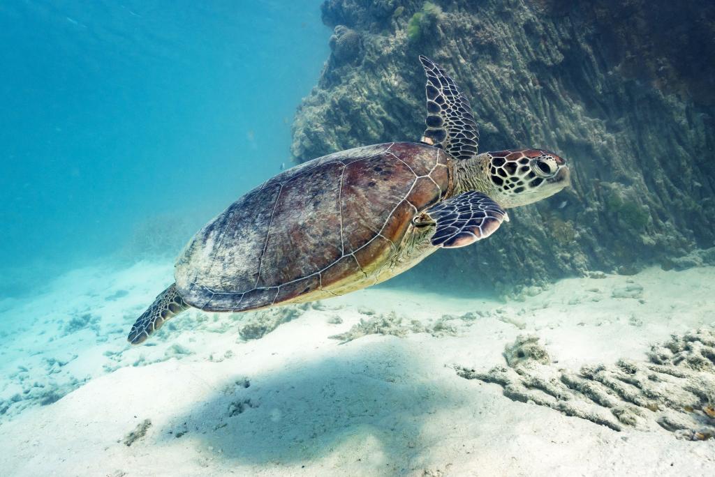 Heron Island Activities