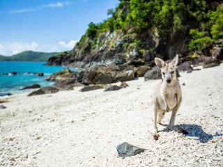 Kangaroo on the Beach - Daydream Island Resort