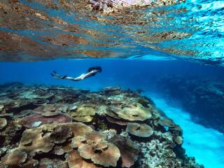 Snorkelling - Orpheus Island Lodge