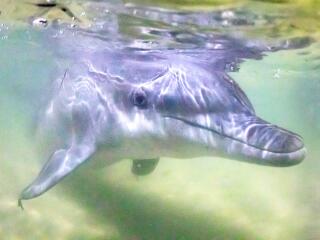 Dolphin Feeding