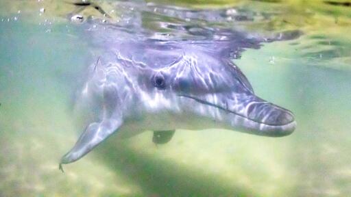 Dolphin Feeding