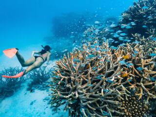 Snorkelling