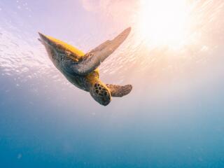 Great Barrier Reef Adventure