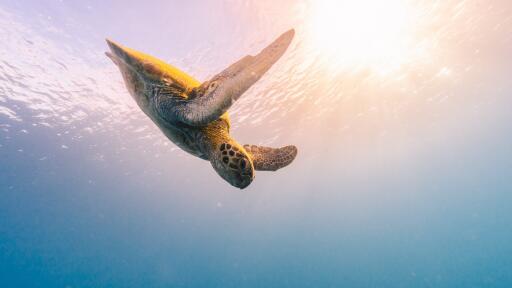 Great Barrier Reef Adventure