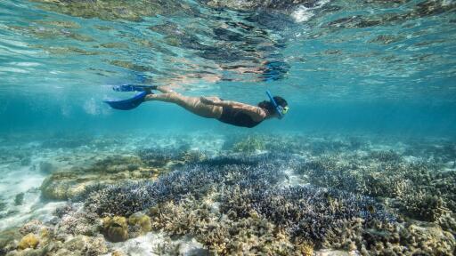 Great Barrier Reef Adventure