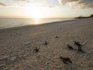 Hatchlings on the beach