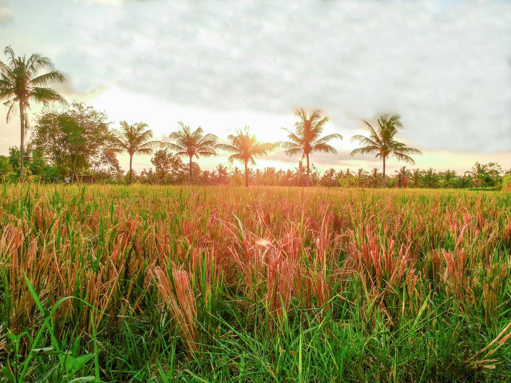 Ubud Adventure