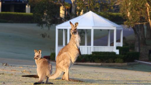 Kangaroos