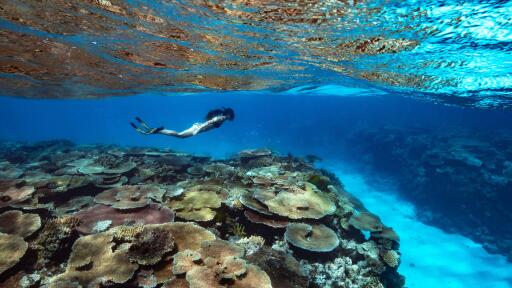 Snorkelling