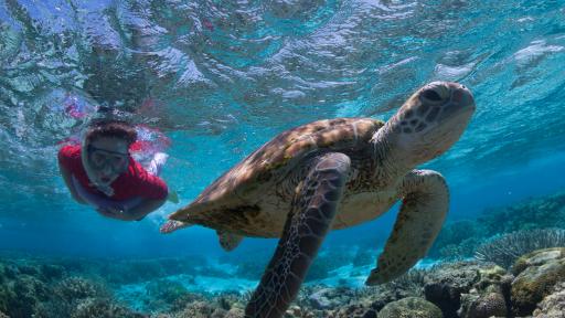 Snorkel with Turtles