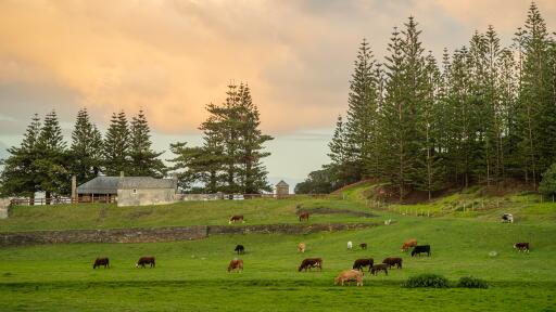 Kingston Cows - Norfolk Island Tourism