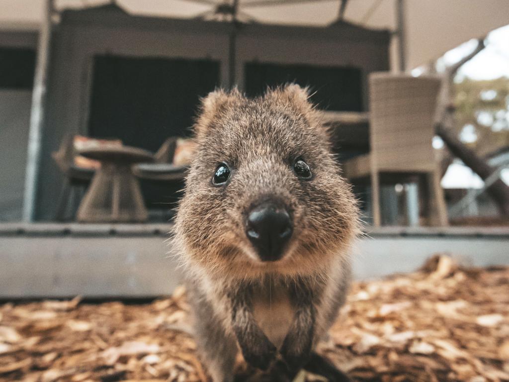 Glamping Rottnest Escape