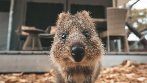 Quokka