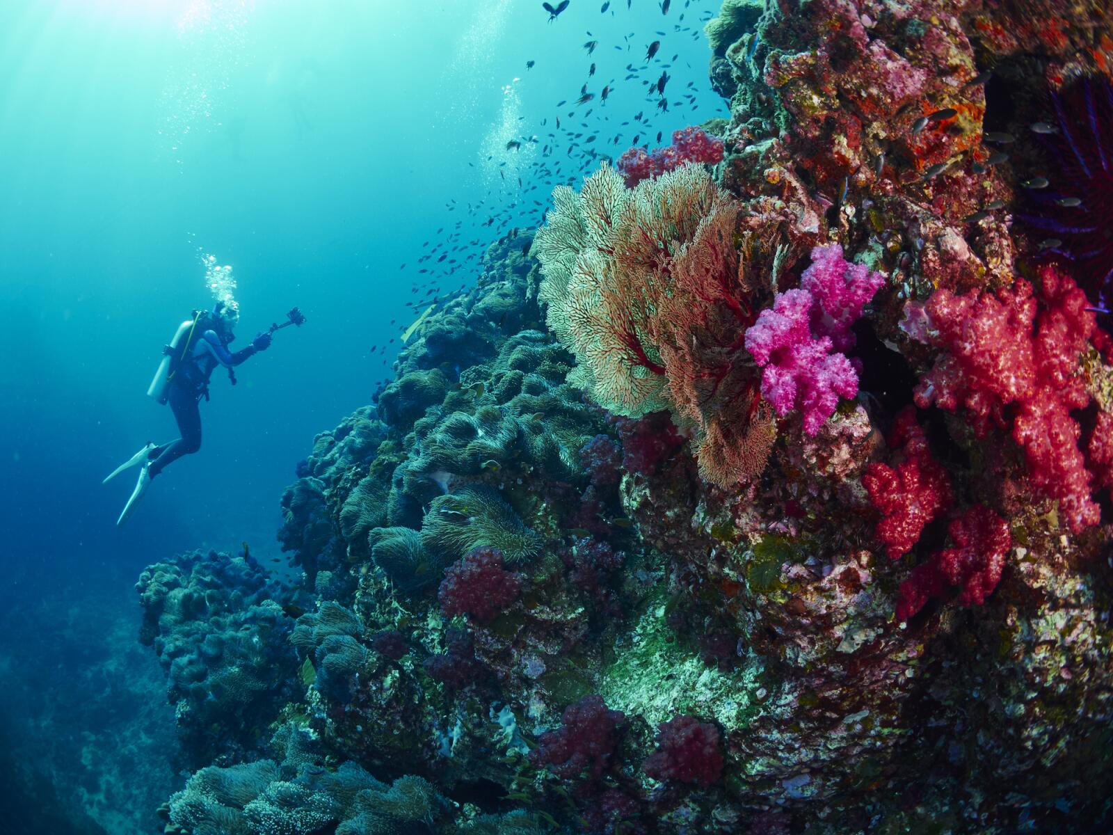 Diving - Similan Islands - Thailand
