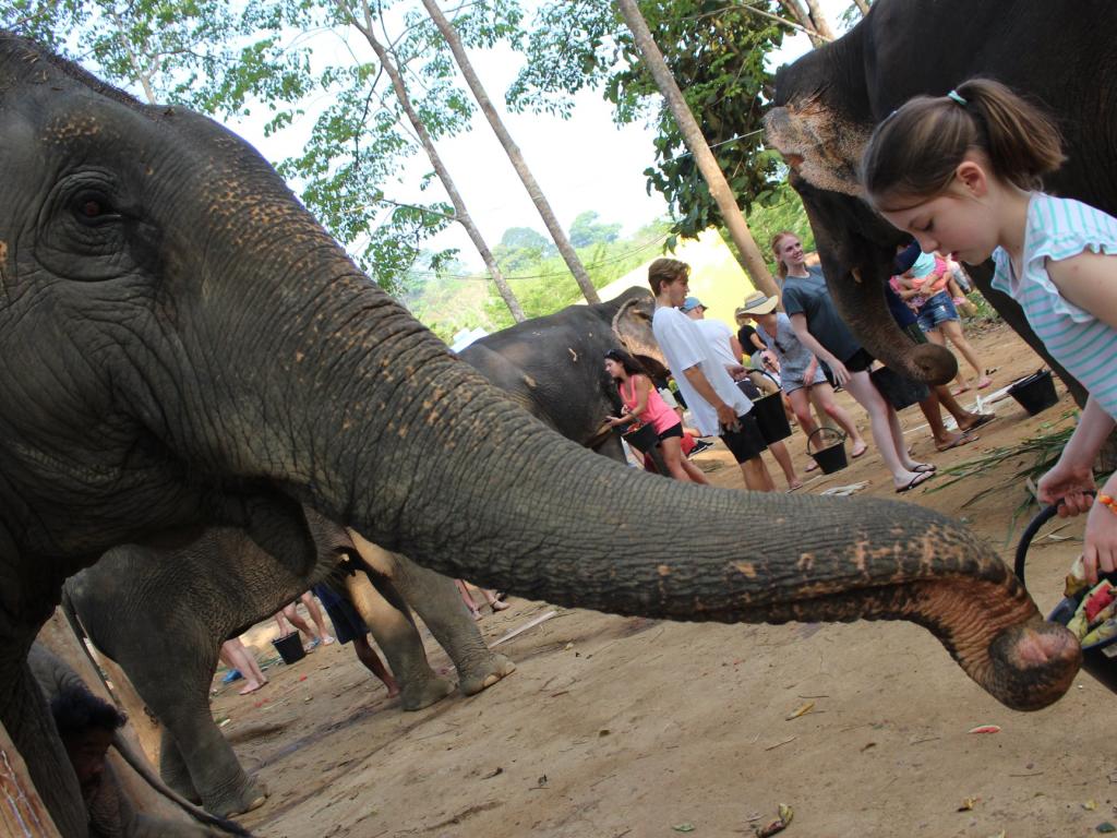 Elephant Jungle Sanctuary Tour