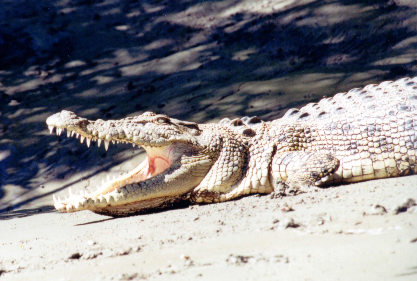 Crocodile