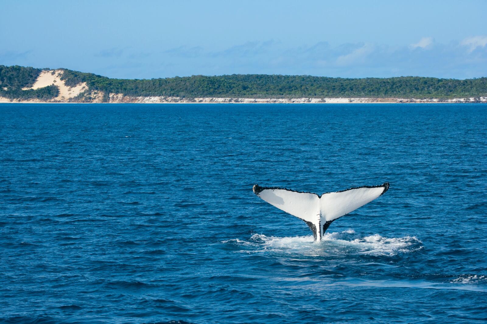 Whale Watching - Fraser Island - Darren Jew - Tourism and Events Queensland