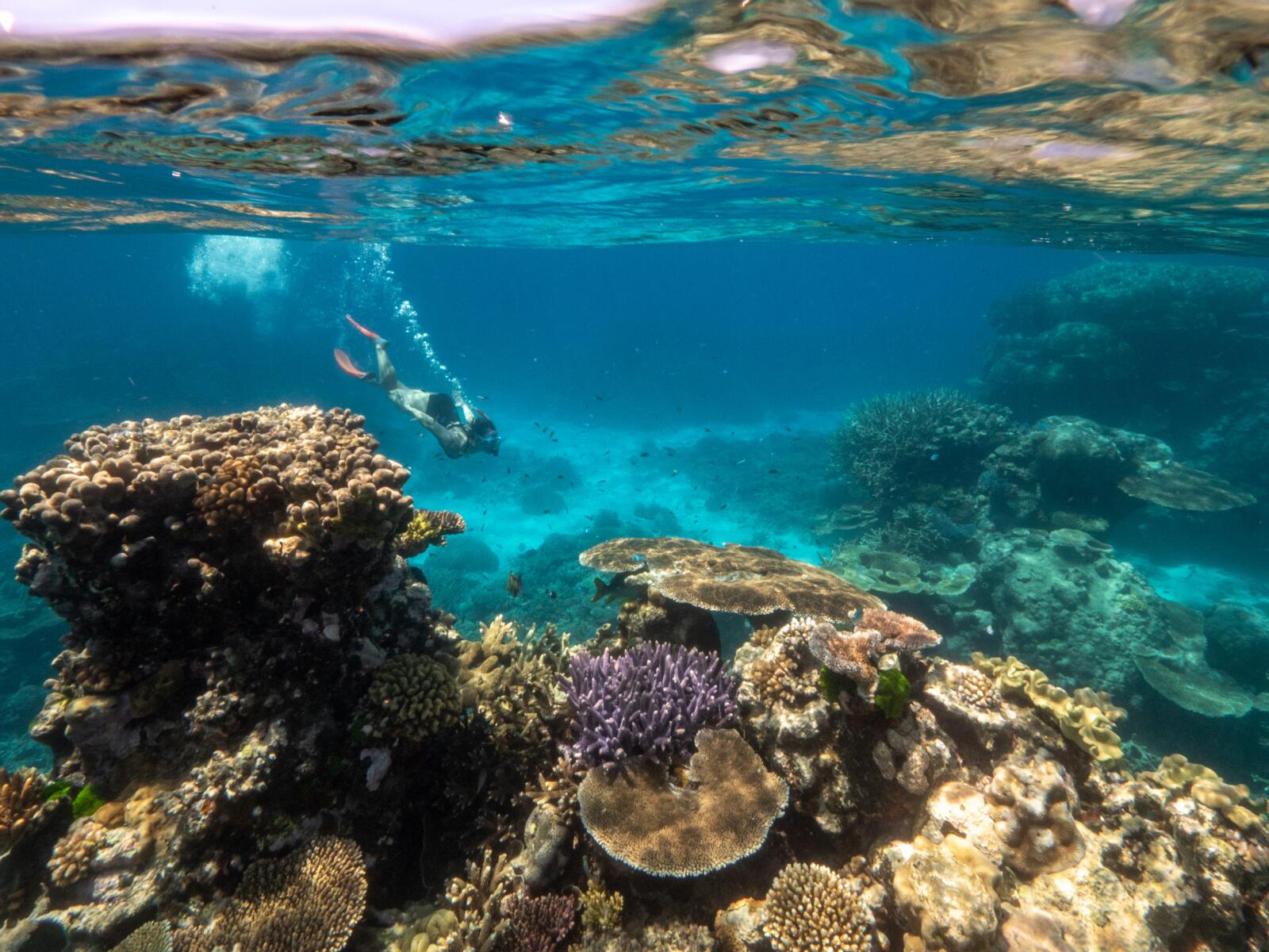 Great Barrier Snorkel - Cairns_TEQ