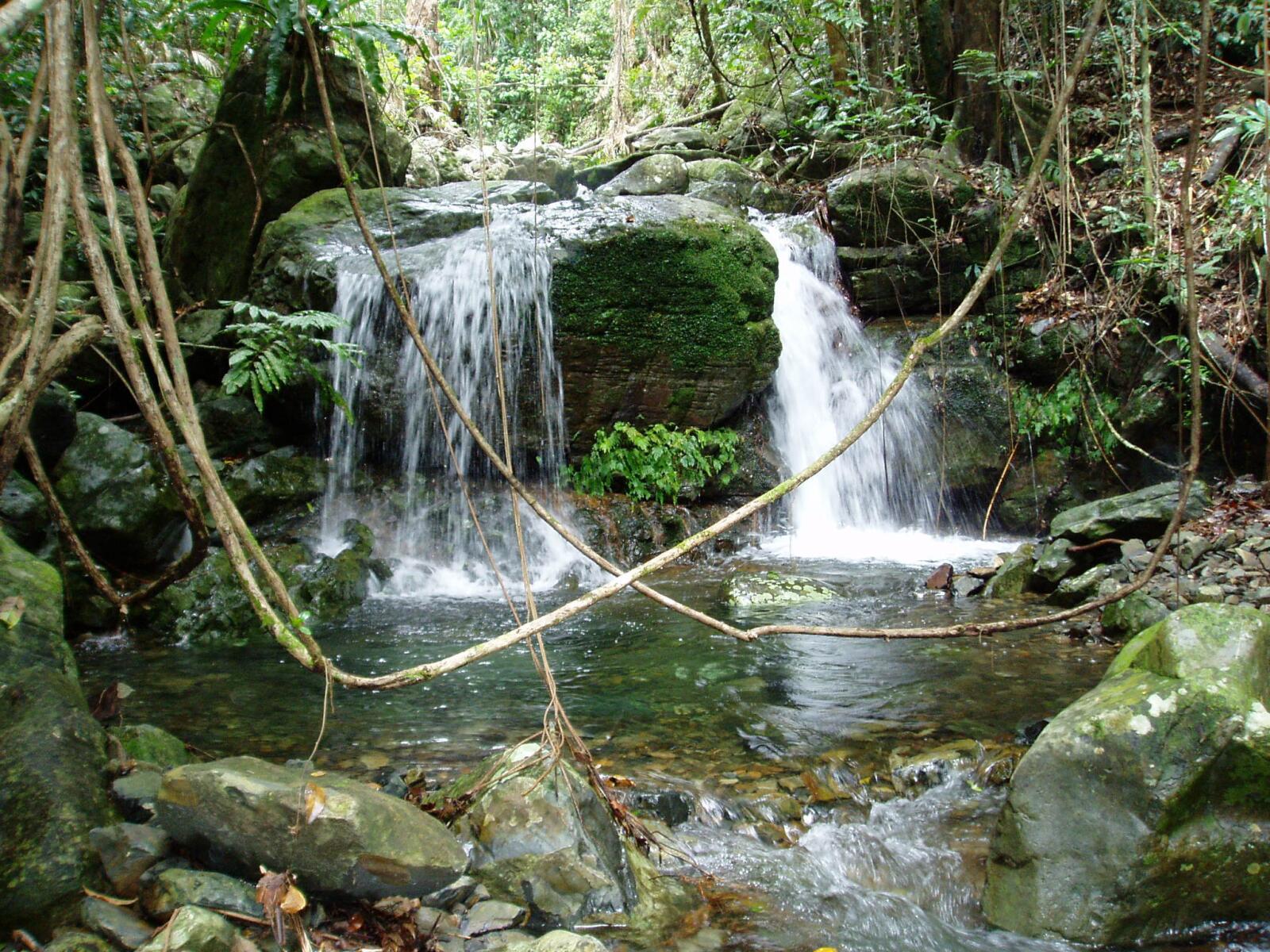 Daintree