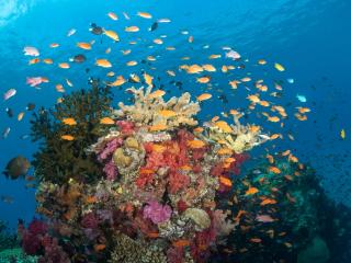 Diving Rainbow Reef