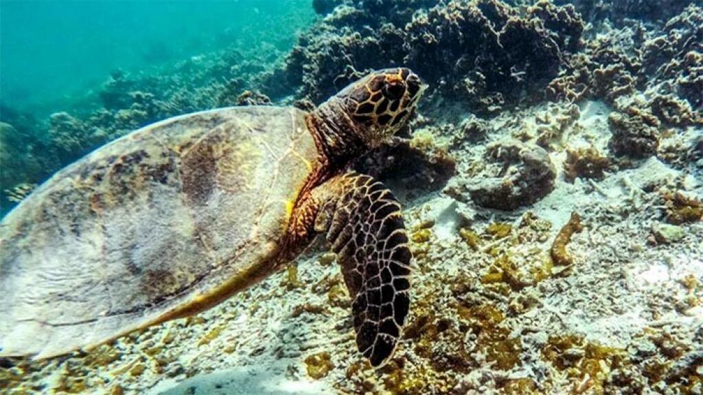Namua Island Turtles