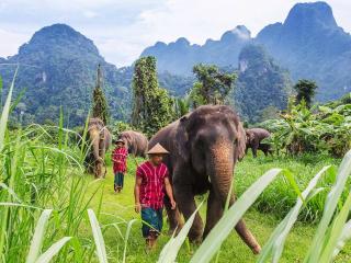 Elephant Experience