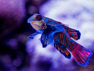 Mandarin Fish