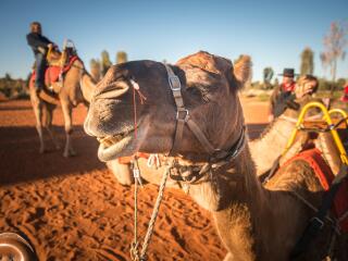 Camel to Sunrise - Tourism NT - Matt Glastonbury