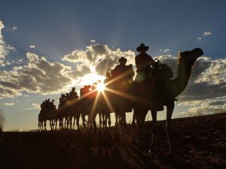 Sunset Camel Tour