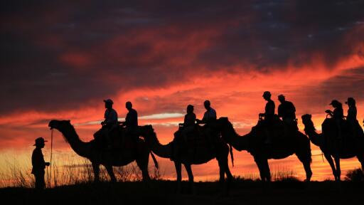 Sunset Camel Tour