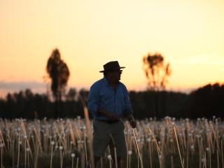 Field of Light