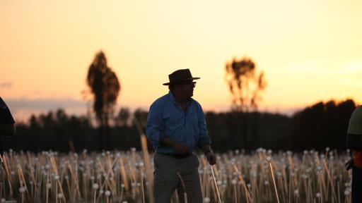 Field of Light