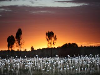 Field of Light