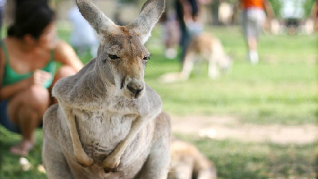 Kangaroo at Melbourne Zoo